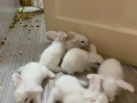 6 Adet Hollanda Lop Tavşan