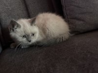 British Shorthair Mükemmel Tüylere Sahip