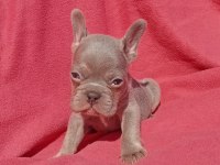 Ankara exotic french bulldog