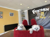 RENK RENK ORJİNAL SCOTTISH FOLD  YAVRULAR ANKARA