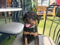 Orjinal Rottweiler Yavrumuz 