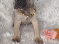 Safkan cane corso yavrular