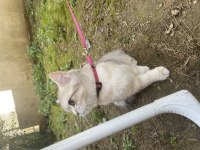 Safkan british shorthair