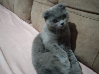 Scottish fold kedimiz sahiplendirilecektir