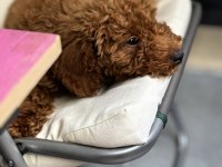 3 aylık poodle