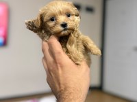 Bal Maltıpoo Bebeğimiz