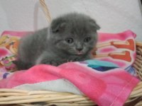 Scottish Fold Bebiş Köpekler