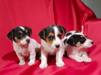 Jack russell dişi yavrular