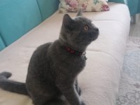 Evcil uyumlu sakin british longhair