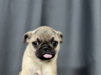EN ÜST KALİTE PUG BEBEKLER