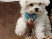 MALTESE TERRİER YAVRUMUZ. MİNİ BOY