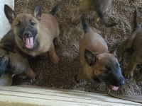 30 Günlük Irk Garantili Oyuncu Hırslı Malinois Yavrular