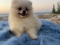 POMERANİAN BOO TEDDY FACE