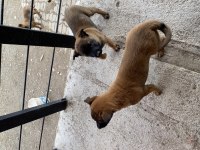 Orjinal Belçika Kurdu