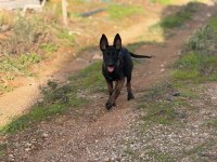 Belçika Malinois Yavruları