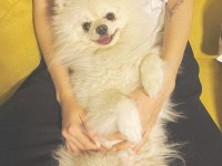POMERANİAN BOO PRENSES