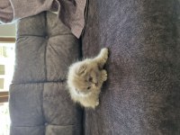 Minik scottish fold hanım yeni yuvasını arıyor