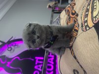 40 Günlük Dişi Scottish Fold Yavrumuz