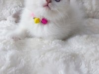 A Kalite Blue Point Dişi Bicolor Genli Kedimiz