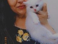 BRİTİSH LONGHAİR YAVRULARIMIZ