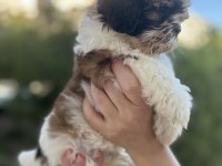 Shih Tzu Yavrular