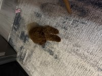 Kore Teacup Erkek Poodle