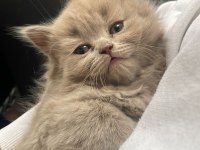 Blue point kan taşıyıcı yavrular british longhair