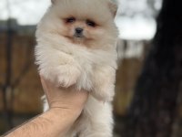 Sağlık ve ırk garantili pomeranian boo yavrularımız