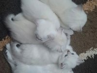 Ankaranın En Seçkin Scottish Fold Yavruları
