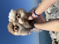 OYUNCAK SURAT POMERANİAN BOO
