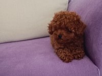 Toy ve mini boy poodle yavrularımız renk renk