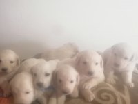 Golden retrieve yavrularım rezerve ye açıldı
