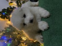 Kar beyaz samoyed yavrular