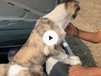 KANGAL ÇAPARLARIMIZ SAF KAN ORJİNAL