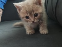Oyuncu british shorthair yavruları