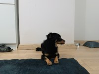Güzel ve sessiz küçük bir köpektir