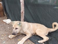 Kangal yavrusu
