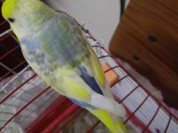Rainbow Muhabbet Kuşu 4 Aylık