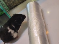 Siyah beyaz suriye hamsteri