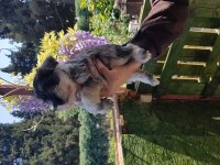 Minyatür Schnauzer Şecereli Çipli