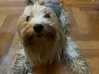 Yorkshire terrier köpeği