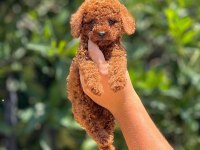 Poodle pati ver sizler için burada