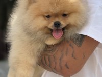 ÜST DÜZEY SHOW KALİTE POMERANİAN BOO