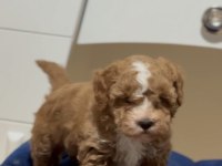Maltipoo Dişi Erkek