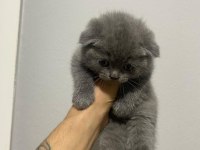 Erkek son kalan scottish fold yavrumuz a kalite