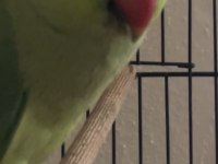 BİR YAŞINDA PAKİSTAN ÇİFT