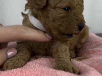 Toy Poodle Yavru Köpeğimiz