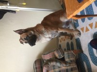 Bekçi köpeği arayanlara