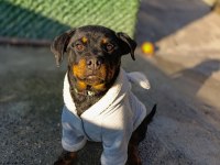 4 aylık dişi rottweiler
