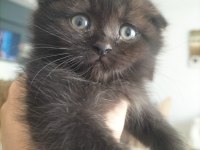 Scottish Fold Ve British Yavru
